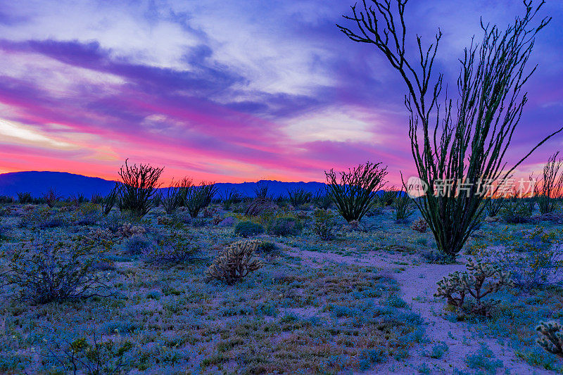 日落照耀在Anza Borrego沙漠州立公园(P)